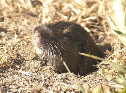 Gophers Defeat Russian Invasion! Image